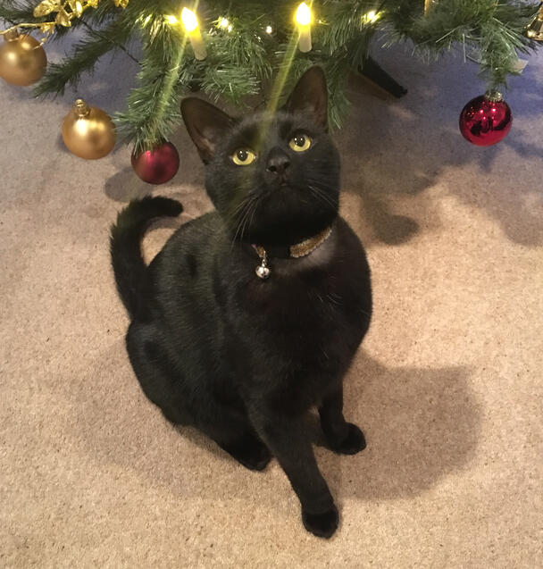 Christmas cat