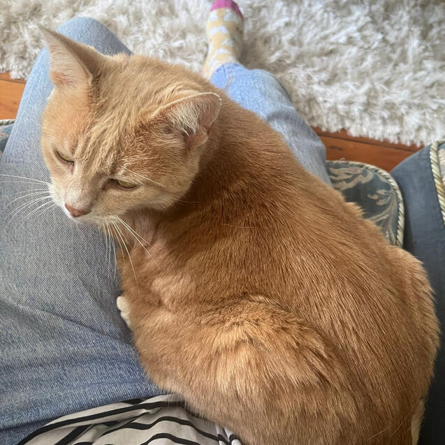 Lap cat